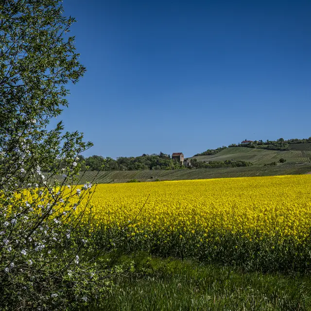 Michaelsberg und Schloss Magenheim bei Cleebronn | Foto: ehw
