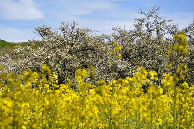 Der Raps blüht und im Hintergrund blühen die Obstbäume. | Foto: Daniela Somers
