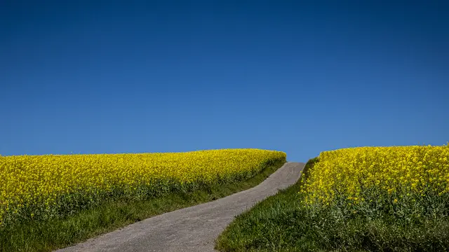 Der Weg ins Blaue | Foto: ehw