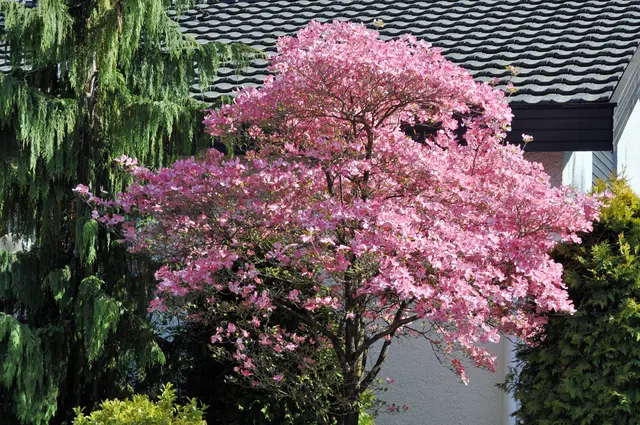 Dieser Prachtbaum ist ein Japanischer Blumenhartriegel "Cornus Florida". Nicht nur die Blüten sind total schön. Auch die Wuchsform fand ich super. | Foto: Daniela Somers