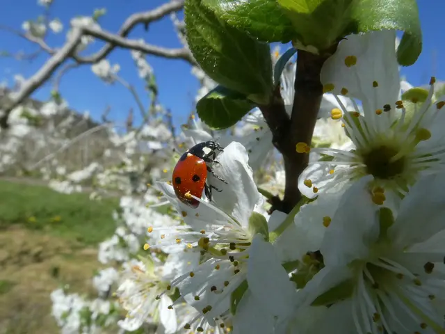 Marienkäfer sitzt auf weißen Obstblüten 