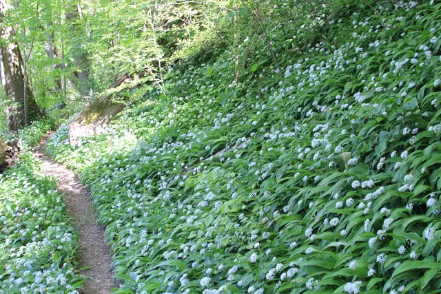 Maiwanderung- Kirchberg- Ockenauer Steg🌞😎🌞
