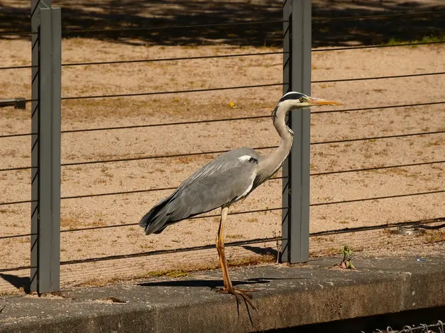 Jetzt bin ich ein paar Mal hin und her geflogen, hab mein Bestes gegeben. Nun stell ich mich hier mal in Pose.  | Foto: sigischlottke