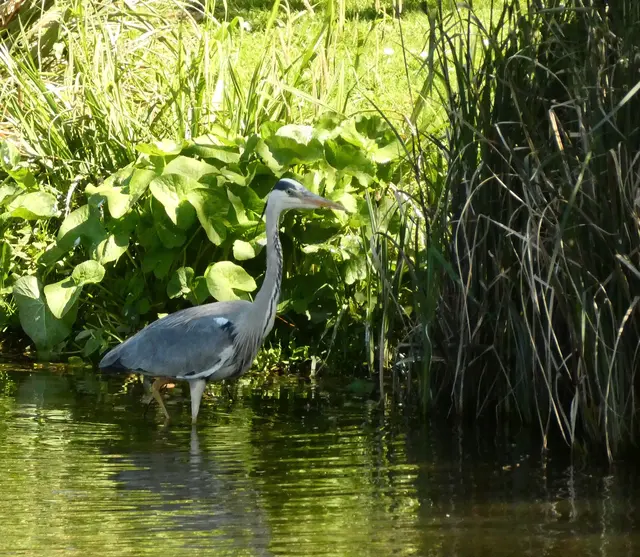 An dem Ufer sieht's mehr nach Beute aus. Erstmal im Uferbereich rumstapfen - vielleicht zeigt sich ja ein Fischli.  | Foto: sigischlottke