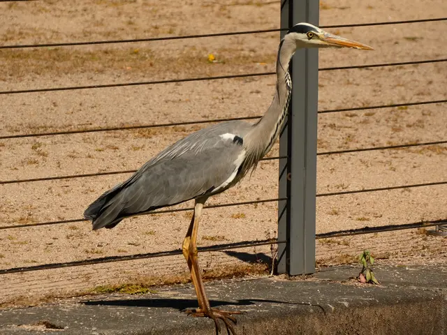 Sie kann gut sehen, was für ein stolzer und eleganter Vogel ich bin.  | Foto: sigischlottke