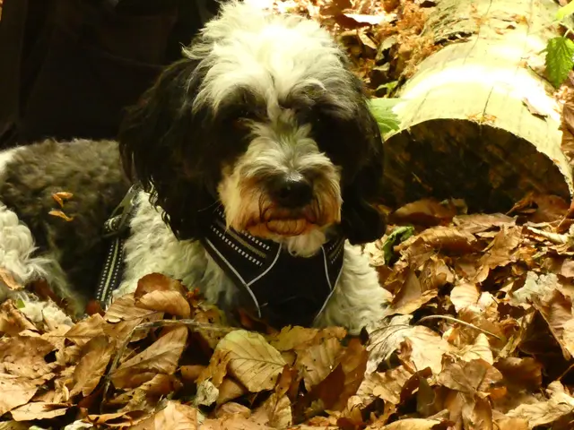 Zorro genießt eine kurze Rast mitten im Wald auf einem weichen Teppich aus Herbstlaub.   | Foto: sigischlottke