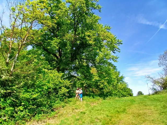 Erstmal eine große alte Buche. Erst mit den Freunden davor wird sichtbar, wie riesig dieser Baum ist.   | Foto: sigischlottke