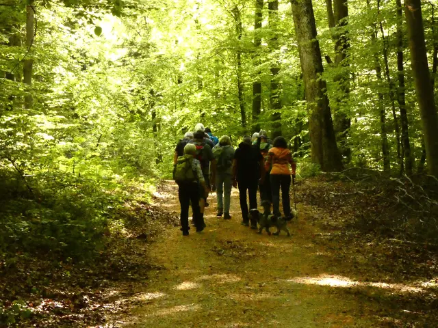 Das frische Grün der Buchenblätter ist so schön.   | Foto: sigischlottke