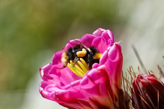 die Hummelchen lieben die Kakteenblüten | Foto: WKY