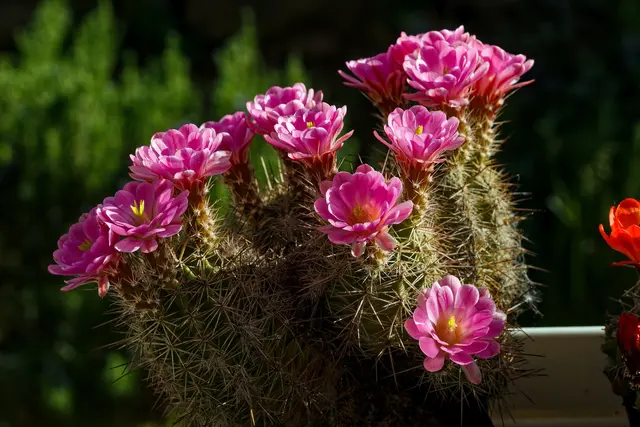alle 14 Blüten
 | Foto: WKY