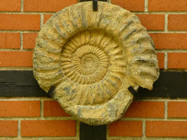 Die Schnecke als hübscher Hauswand-Schmuck. | Foto: sigischlottke
