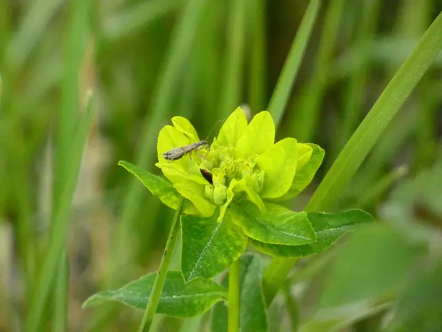 Im Frühling leuchten die Blüten gelbgrün.   | Foto: sigischlottke