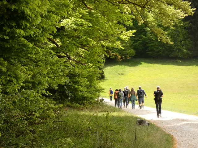 Die Wanderer haben sich auf den Rückweg gemacht. Entlang von alten Buchen mit frühlingsfrischem Laub wandert es sich wunderbar.   | Foto: sigischlottke