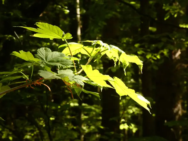 Im Sonnenlicht leuchten die Blätter besonders schön.   | Foto: sigischlottke