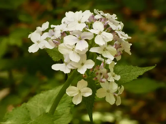 Schöne Blüten am Wegesrand.   | Foto: sigischlottke