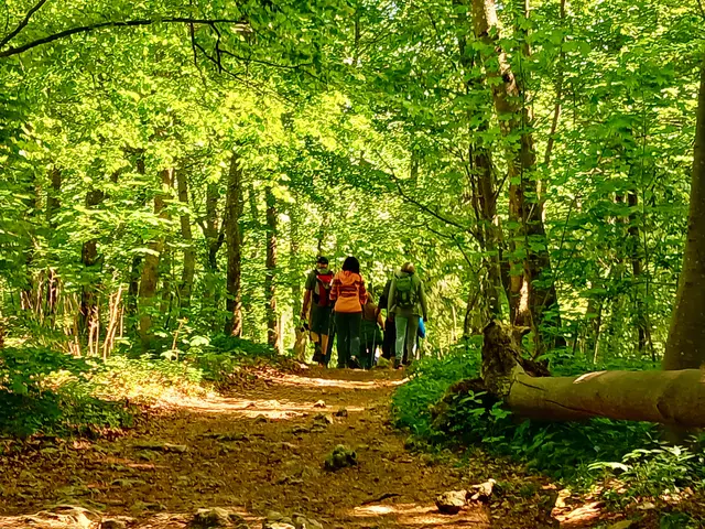 Der lichtdurchflutete Wald ist wunderschön.   | Foto: sigischlottke
