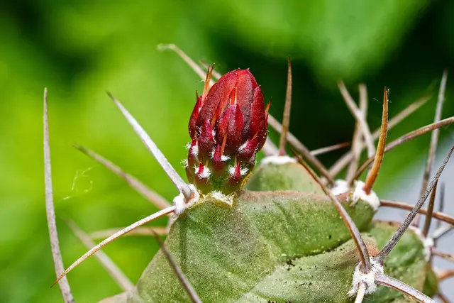 Dieser Kaktus blüht zum ersten Mal | Foto: WKY
