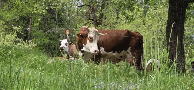Nanu, wieviele Zweibeiner kommen denn da noch den Berg hochgeschnauft? | Foto: privat Sibylle Tröber