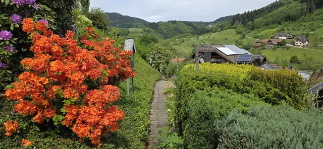 gelb-orangener Rhododendron. | Foto: privat Sibylle Tröber