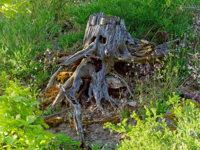Baumstamm mit Gesicht