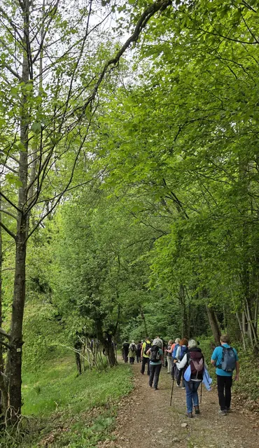 Schöner Weg durch grünen Wald. | Foto: privat Sibylle Tröber