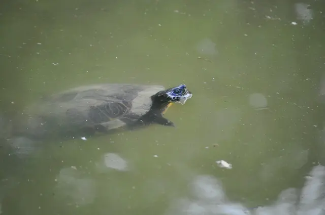 Auch eine Schildkröte ist im Teich unterwegs. | Foto: Daniela Somers