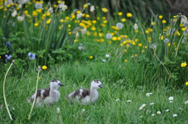 Auch junge Gänse sind unterwegs. Was sie wohl da oben so genau anschauen? | Foto: Daniela Somers