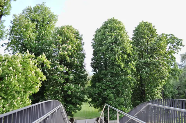 Kommt man vom Schloss sieht man als erstes die tollen großen Kastanienbäume. | Foto: Daniela Somers