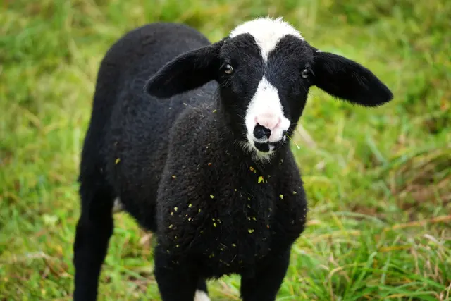 Da hat die schwarze Farbe nicht für das ganze Lämmchen gereicht... | Foto: Moni Bordt