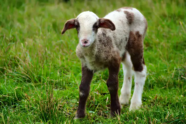 Alle "Farbreste" wurden an diesem Lämmchen von Mutter Natur "verbraucht" | Foto: Moni Bordt