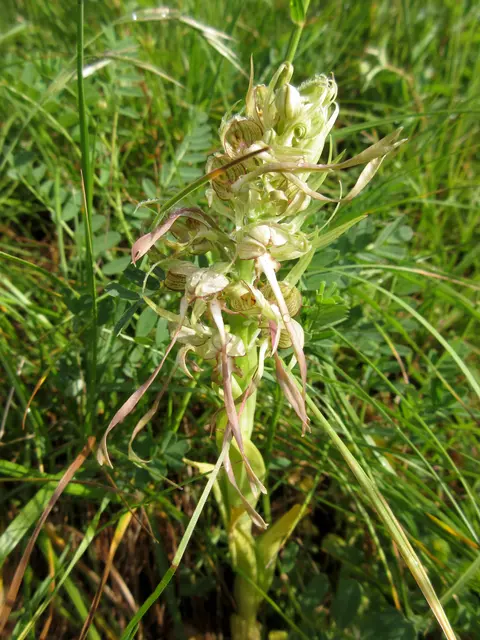 Bocksriemenzunge, eine wilde Orchidee, die besonders an den sonnigen Hängen ihren Duft verströmt, der zu diesem Namen führte | Foto: WandernGabyErich
