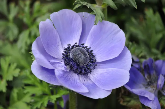 Kronen-Anemone (Anemone coronaria) | Foto: Daniela Somers