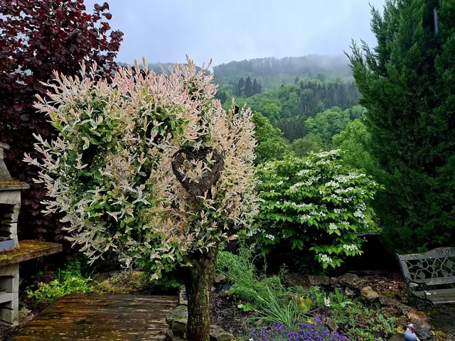 Hinterm Haus