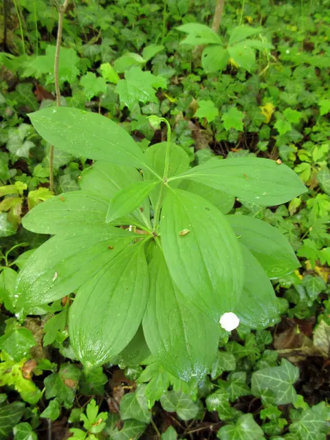 Knospen am Türkenbund | Foto: WandernGabyErich