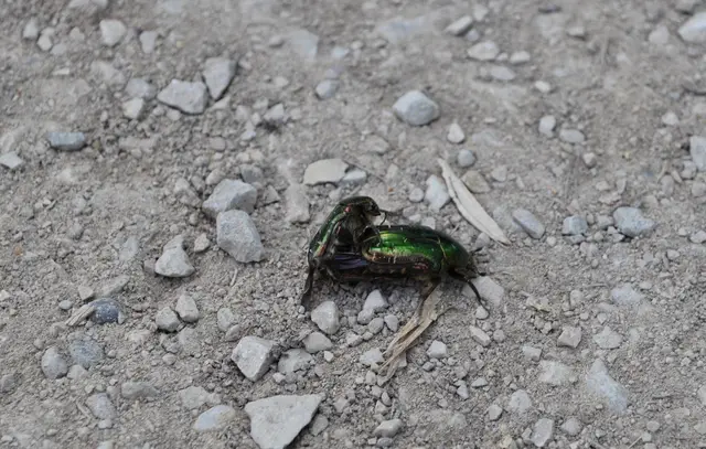 Auch so manches kleine Tier ist zu sehen. Hier paaren sich die Rosenkäfer auf dem Fußweg. | Foto: Daniela Somers