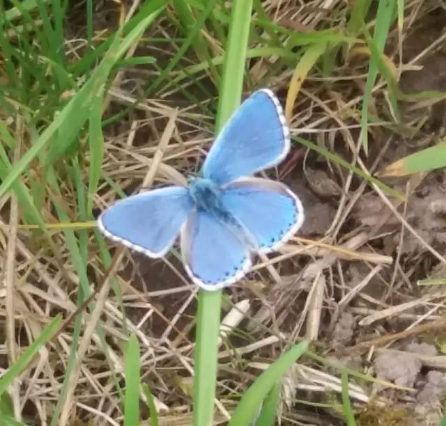 Himmelblauer Bläuling (leider etwas unscharf) | Foto: privat Romy Müller