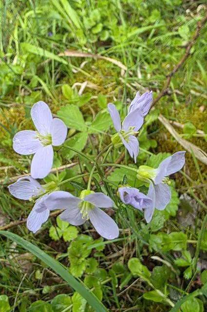 Wiesenschaumkraut. | Foto: privat Sibylle Tröber