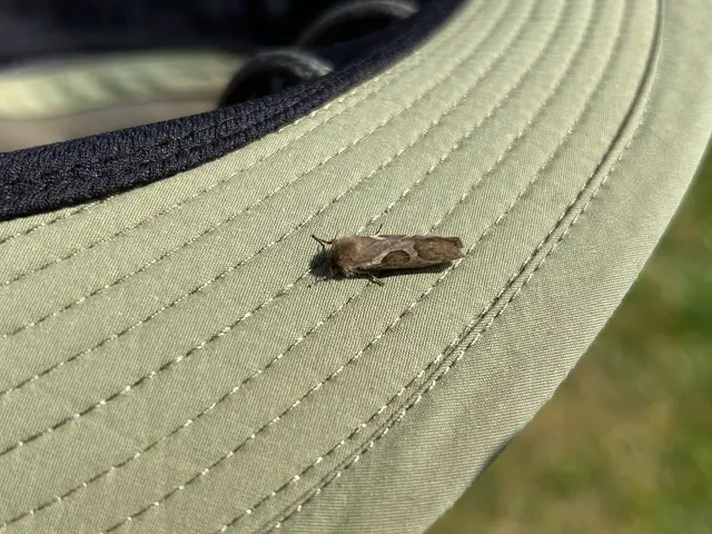Vielleicht ein Wurzelbohrer aus der Familie der Lepidoptera | Foto: Marion Hendel