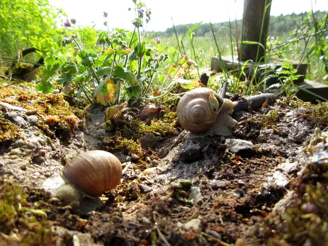 Endlich feuchte Stellen, darauf scheinen die Schnecken nur gewartet zu haben, viele waren unterwegs | Foto: WandernGabyErich