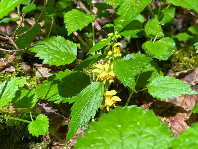 Goldtaubnessel Blätter und Blüten können in den Salat | Foto: Marion Hendel