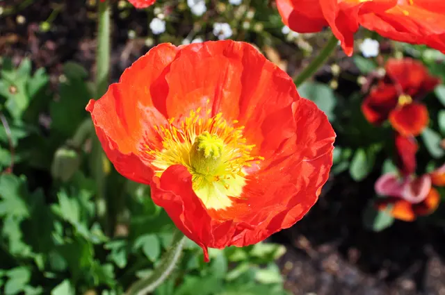 Island Mohn. Natürlich grünt und blüht es überall auf der Gartenschau | Foto: Daniela Somers