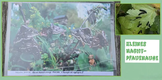 Die Raupen des Kleinen Nachtpfauenauge in natura. | Foto: privat Sibylle Tröber