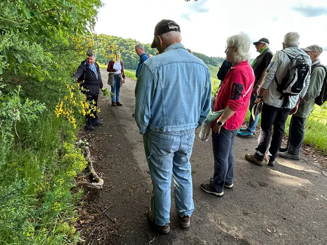 Lieblingsgewächs von Monika Breusch der gelbe Ginster ( stammt aus Griechenland ) , und heißt umgangssprachlich in der Heimat Eifelgold | Foto: Marion Hendel