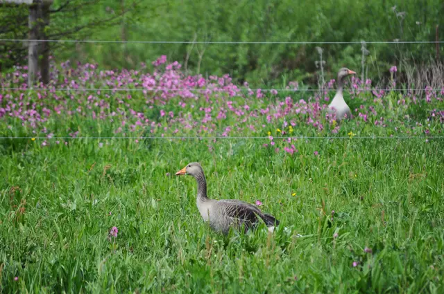 Feldgänse mit ihren Jungtieren tummeln sich auch auf dem Gelände. Die Tiere können sich klasse verstecken. Die Wiese ist hoch genug, damit man die Jungtiere kaum sieht. | Foto: Daniela Somers