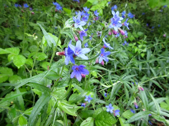Der blaue Steinsame, als Wildpflanze eher selten | Foto: WandernGabyErich