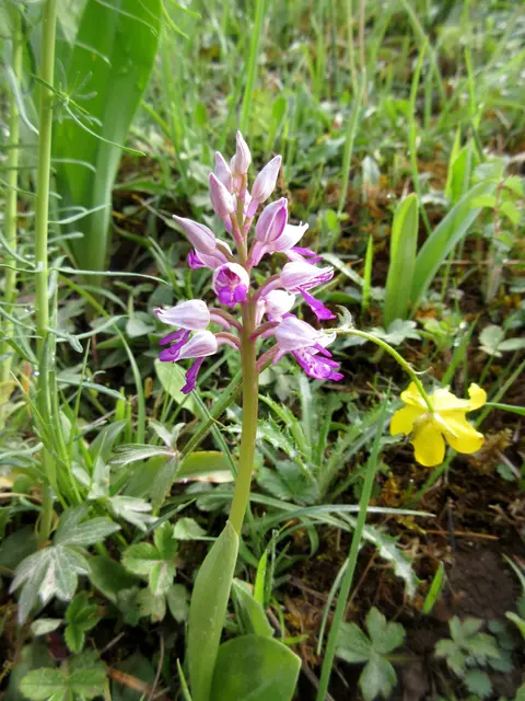 Knabenkraut | Foto: WandernGabyErich