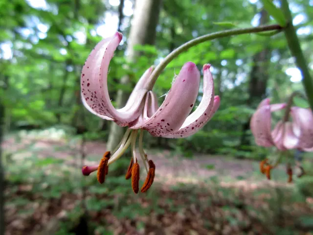 So wunderschön blüht die Türkenbund Lilie Ende Mai in der Nähe des Schellenhofs. Bild aus 2018 | Foto: WandernGabyErich