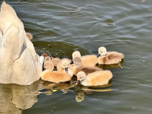 Foto: Heide Böllinger aus Bad Friedrichshall
