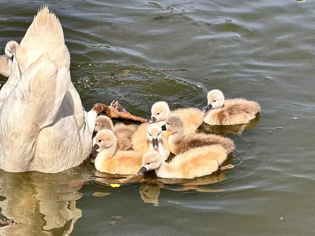 Foto: Heide Böllinger aus Bad Friedrichshall