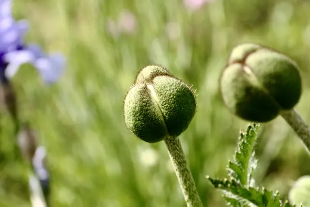 Mohn | Foto: ED